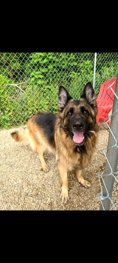 Dog For Adoption Sadie A German Shepherd Dog In Kalamazoo Mi Petfinder