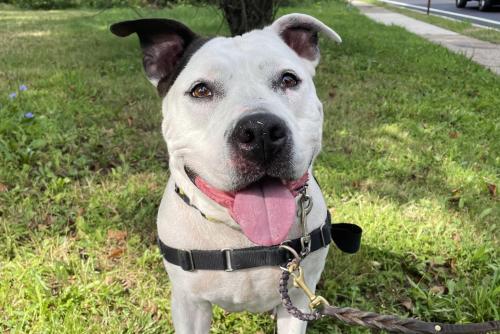 Dog For Adoption Emily A Pit Bull Terrier In New York Ny Petfinder