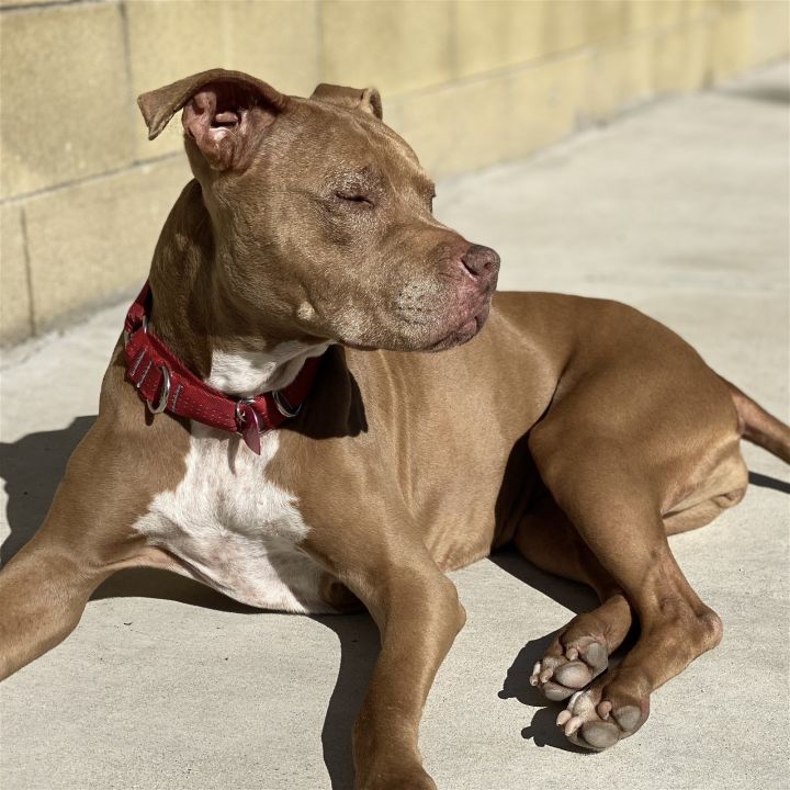 Jackie & Eloa, an adoptable Pit Bull Terrier Mix in Santa Monica, CA_image-1