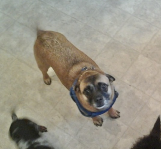 Dog For Adoption Buddy A Puggle In Lacey Wa Petfinder