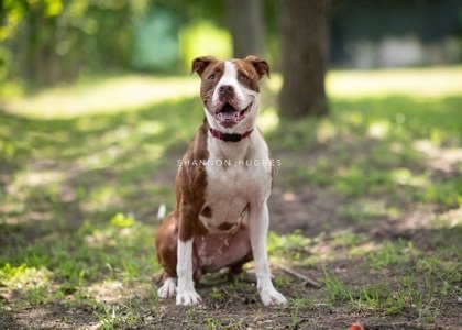 LENA, an adoptable Mixed Breed in Fernandina Beach, FL, 32034 | Photo Image 4
