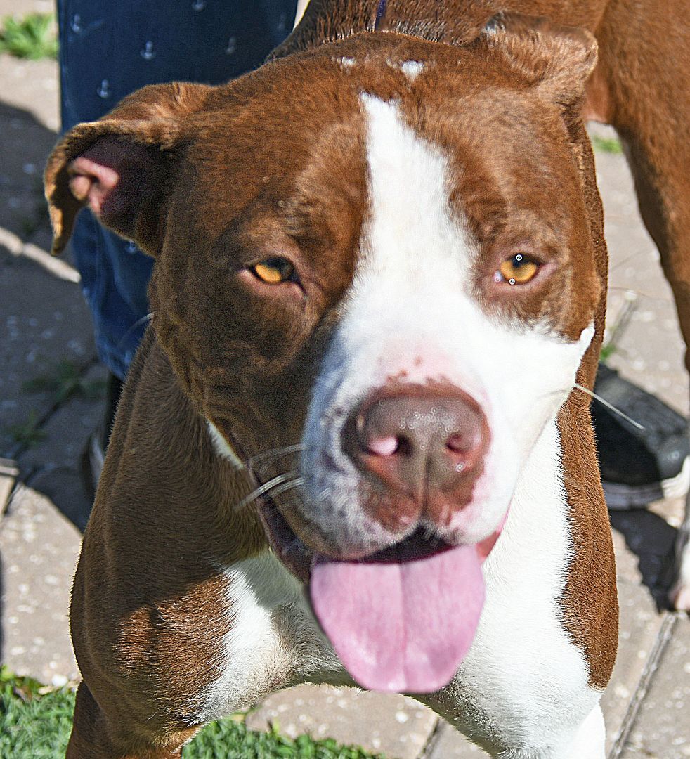 LENA, an adoptable Mixed Breed in Fernandina Beach, FL, 32034 | Photo Image 5