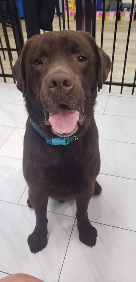 Chocolate Lab Puppies Cincinnati Ohio