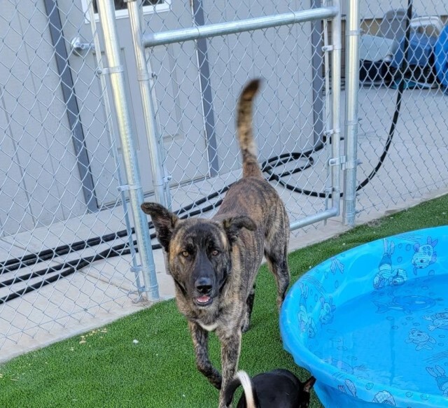 Terry, an adoptable Dutch Shepherd, Shepherd in Clearlake, CA, 95422 | Photo Image 1