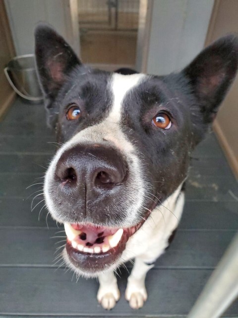 Mitzy, an adoptable Shepherd, Mixed Breed in Clearlake, CA, 95422 | Photo Image 1