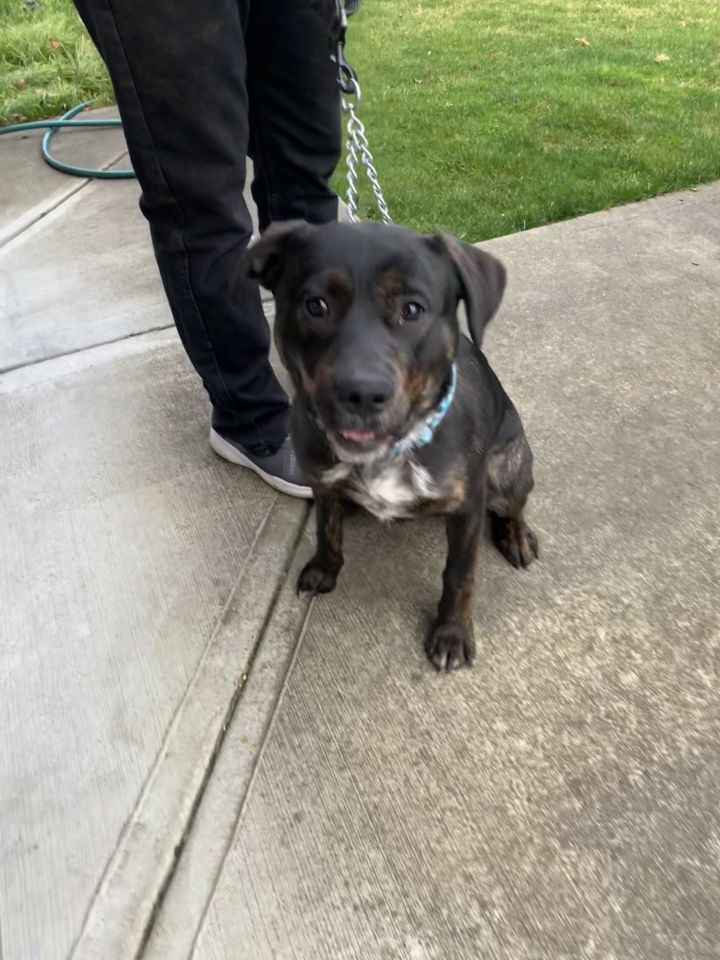 Dog For Adoption Ruger A Rottweiler Pomeranian Mix In Lacey Wa Petfinder