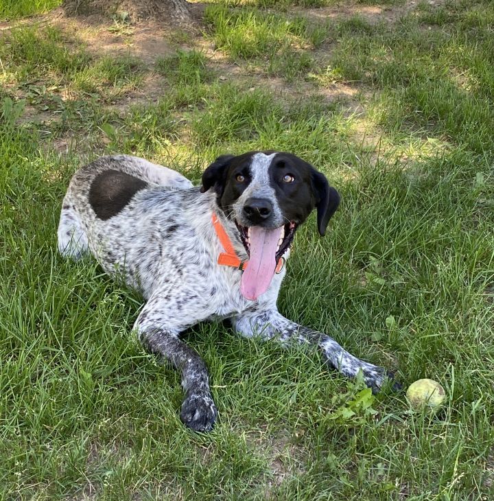 Dog For Adoption Remington A German Shorthaired Pointer Mix In Osseo Mi Petfinder