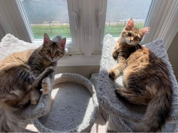 Juniper & Petunia-Loving lap kitties, an adopted Domestic Medium Hair & Tabby Mix in Sterling Heights, MI_image-1