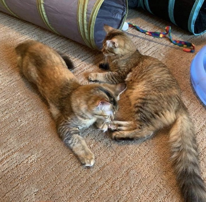 Juniper & Petunia-Loving lap kitties, an adopted Domestic Medium Hair & Tabby Mix in Sterling Heights, MI_image-6