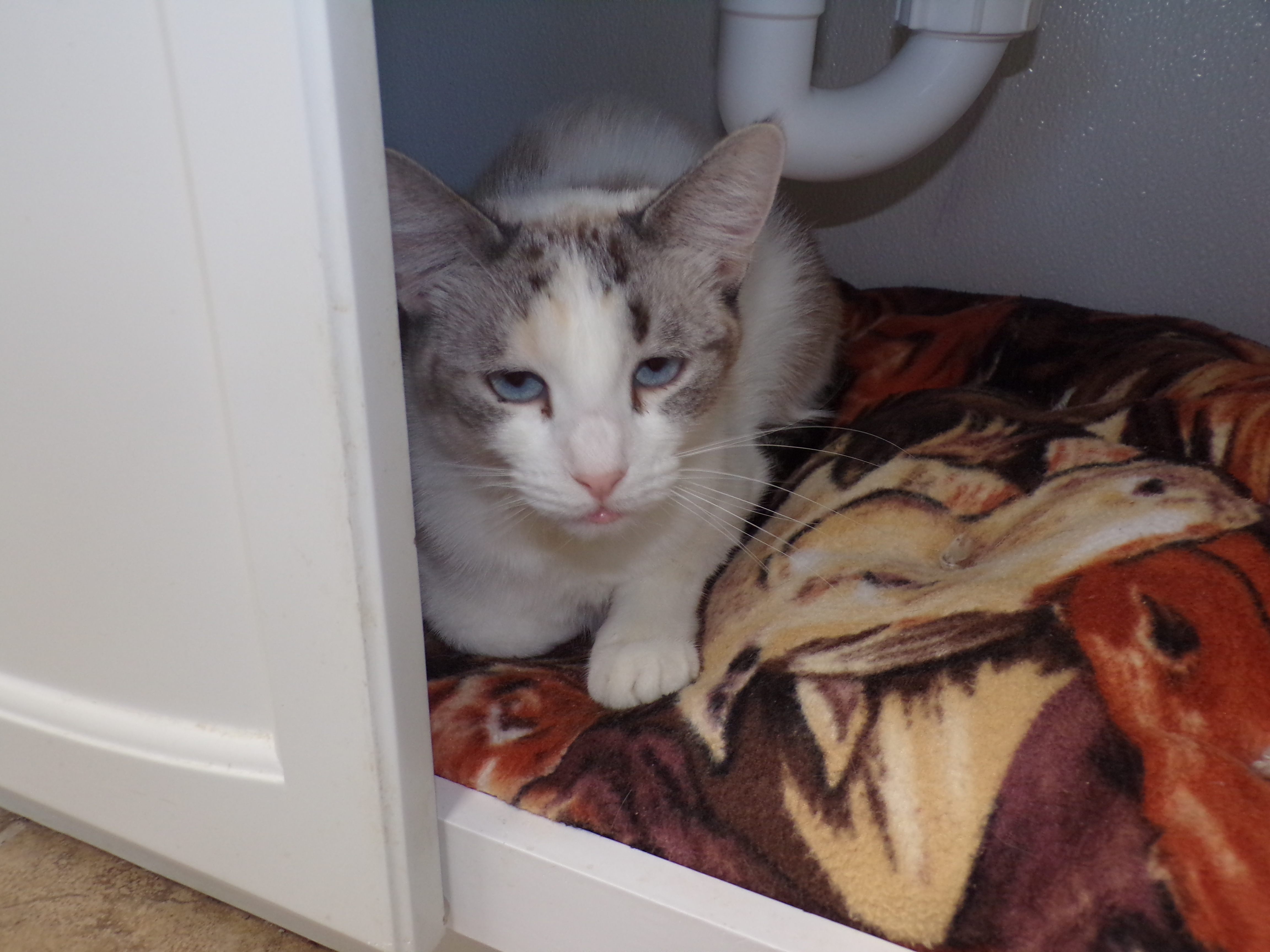 Sadie, an adoptable Domestic Short Hair in Redwood Falls, MN, 56283 | Photo Image 1