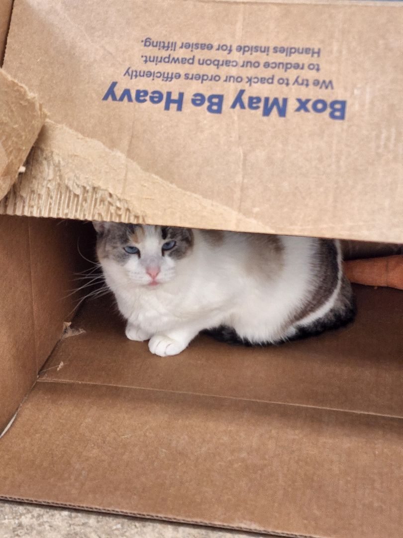 Sadie, an adoptable Domestic Short Hair in Redwood Falls, MN, 56283 | Photo Image 2