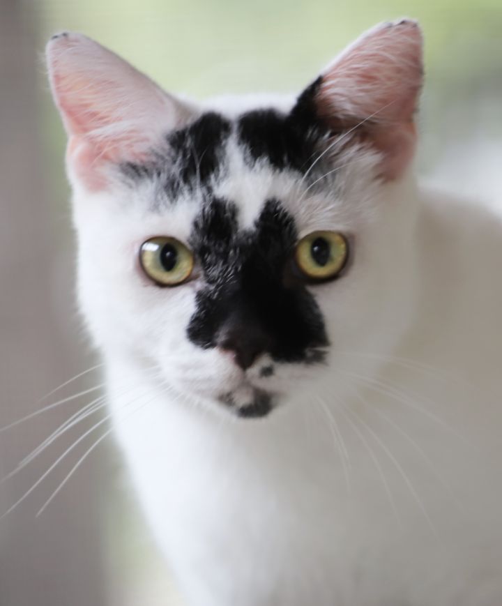 Spot, an adoptable Domestic Short Hair Mix in North Fort Myers, FL_image-1