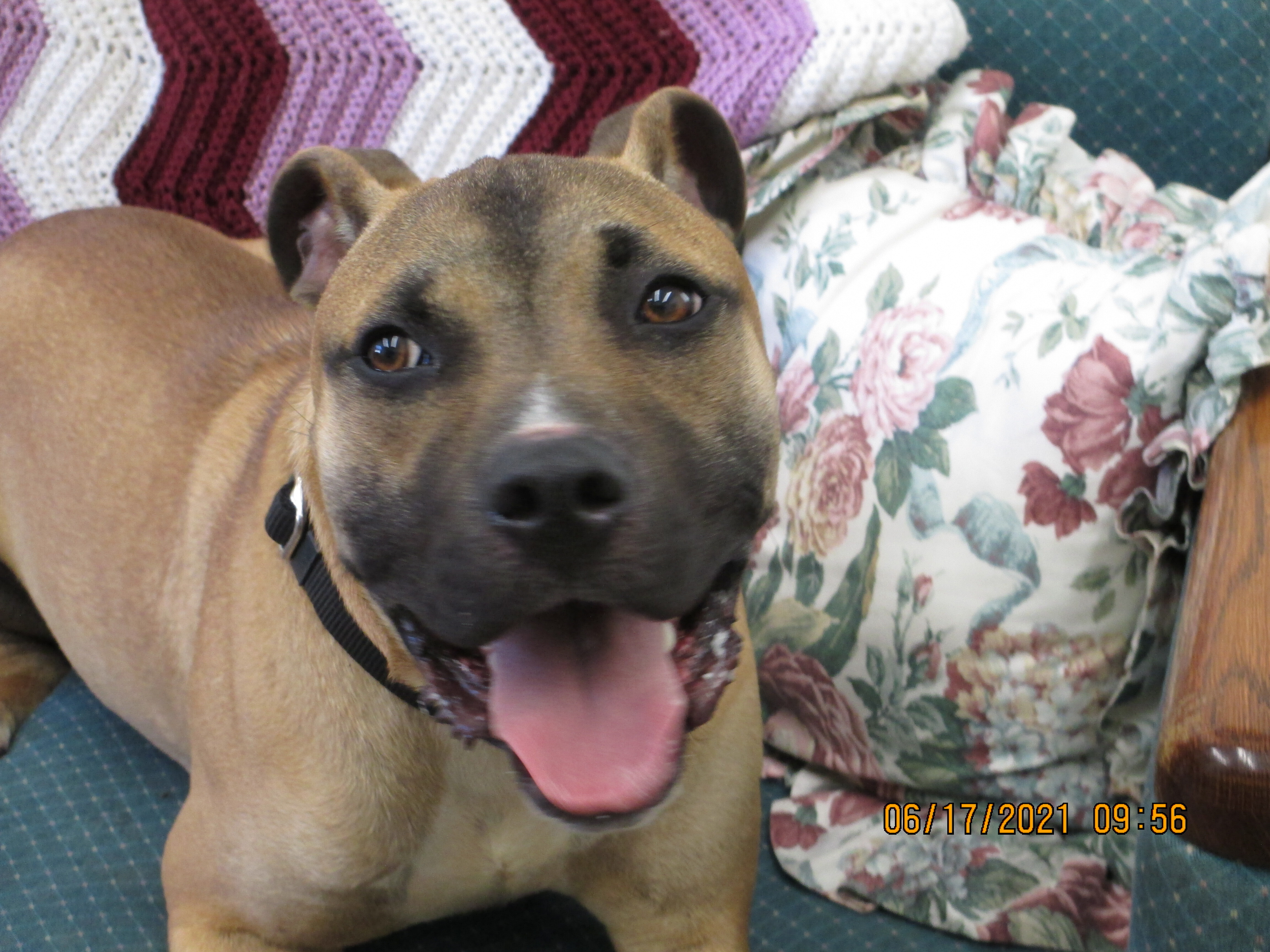 Grimer, an adoptable Staffordshire Bull Terrier in Osgood, IN, 47037 | Photo Image 3