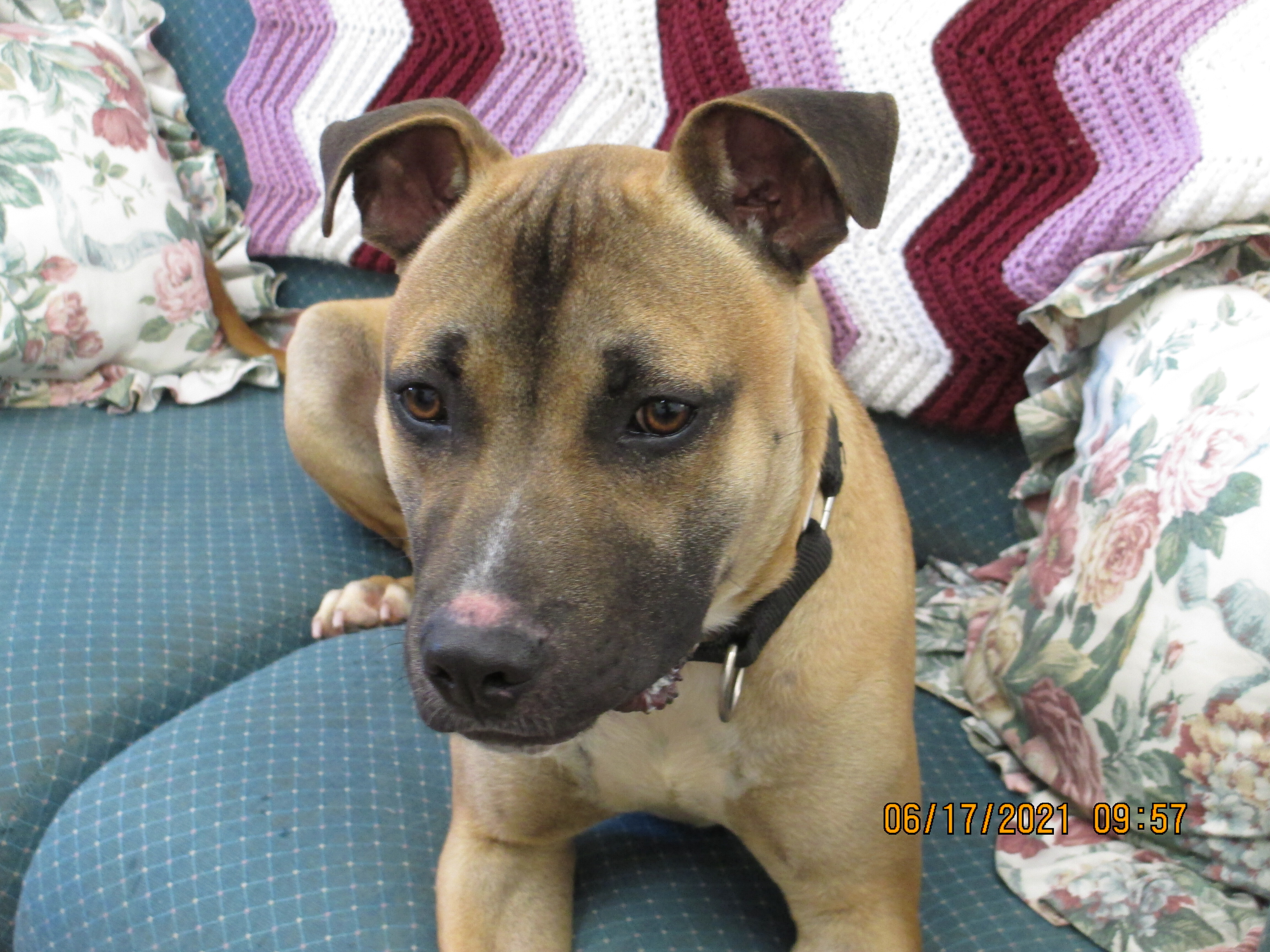 Grimer, an adoptable Staffordshire Bull Terrier in Osgood, IN, 47037 | Photo Image 4
