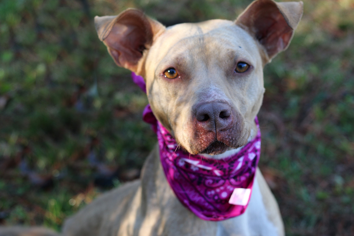 Olive, an adoptable Pit Bull Terrier in Marshallville, GA, 31057 | Photo Image 2
