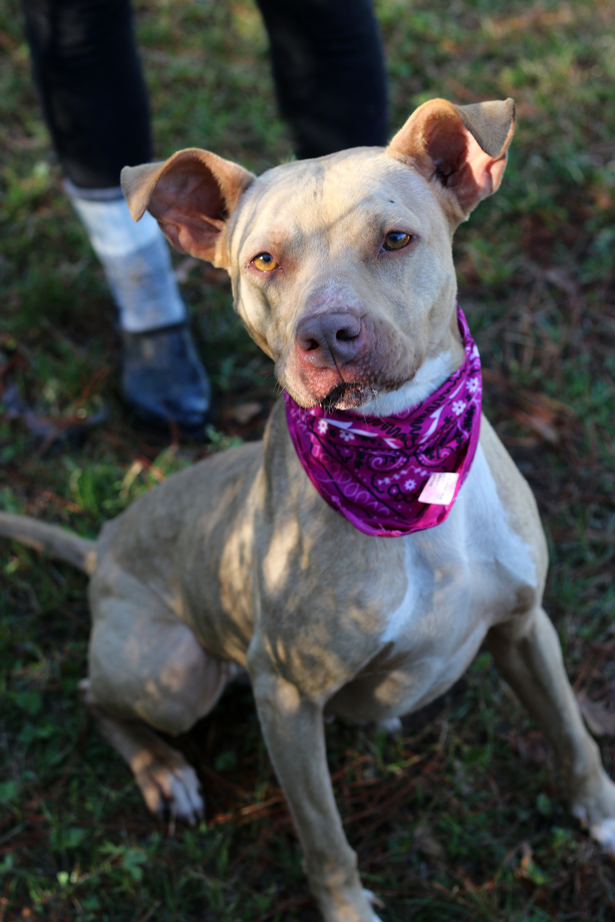 Olive, an adoptable Pit Bull Terrier in Marshallville, GA, 31057 | Photo Image 3