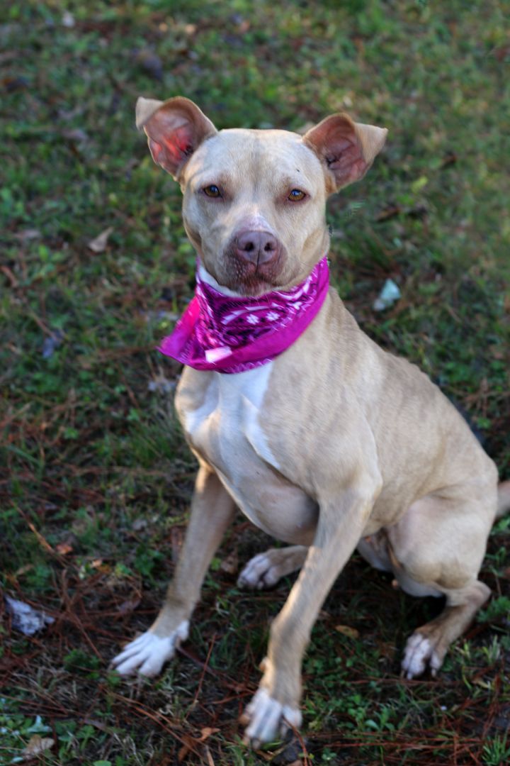 Olive, an adoptable Staffordshire Bull Terrier in Marshallville, GA_image-4