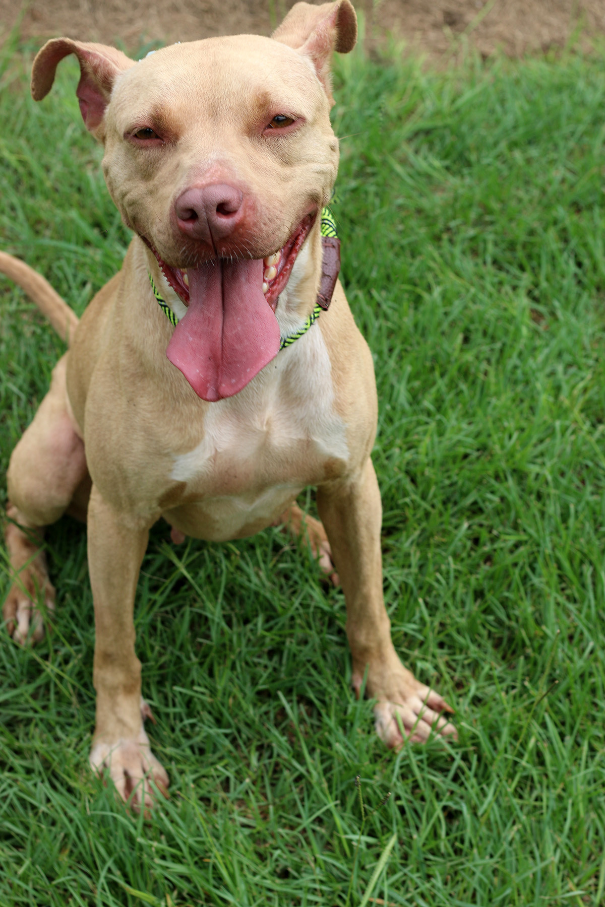 Olive, an adoptable Pit Bull Terrier in Marshallville, GA, 31057 | Photo Image 6