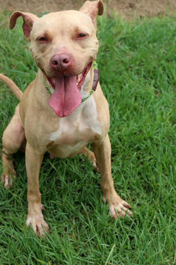 Olive, an adoptable Staffordshire Bull Terrier in Marshallville, GA_image-6