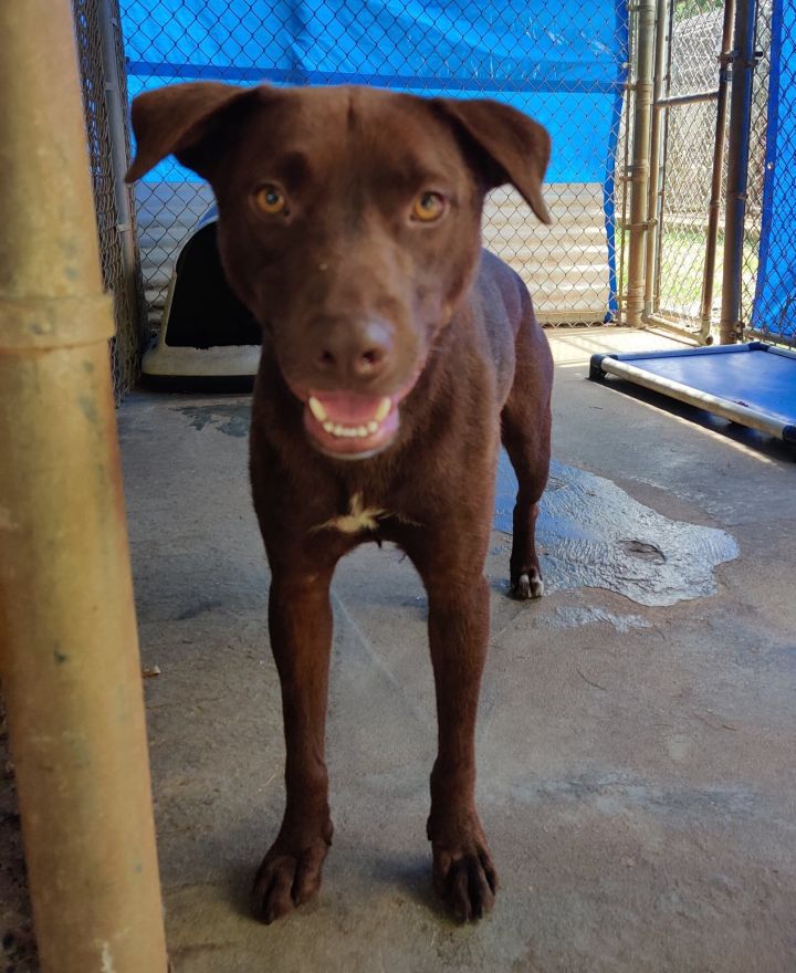Bucky, an adoptable Labrador Retriever & Pit Bull Terrier Mix in Ozark, AL_image-5