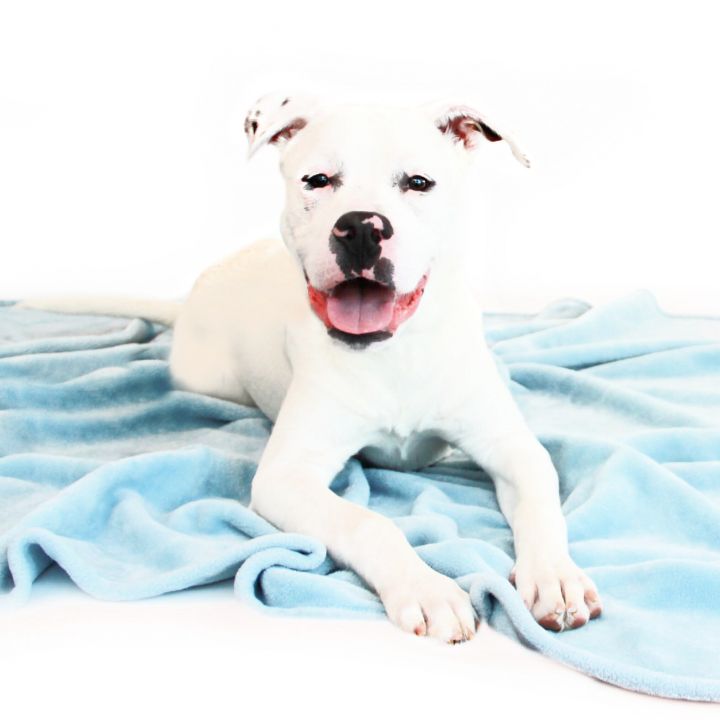 Bart, an adoptable Pit Bull Terrier Mix in Clovis, CA_image-1