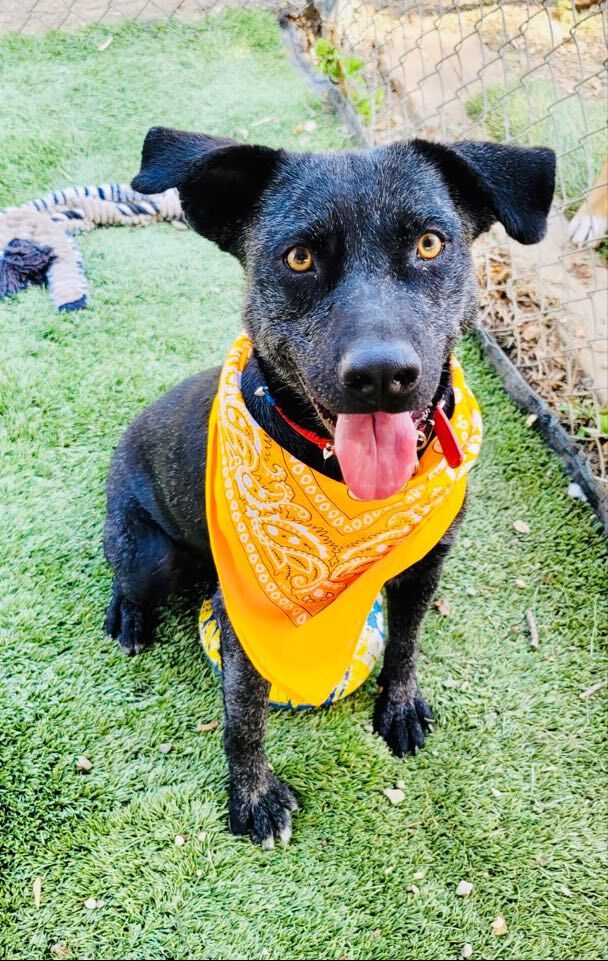 Yasmin, an adoptable Cattle Dog & Pit Bull Terrier Mix in Northridge, CA_image-1