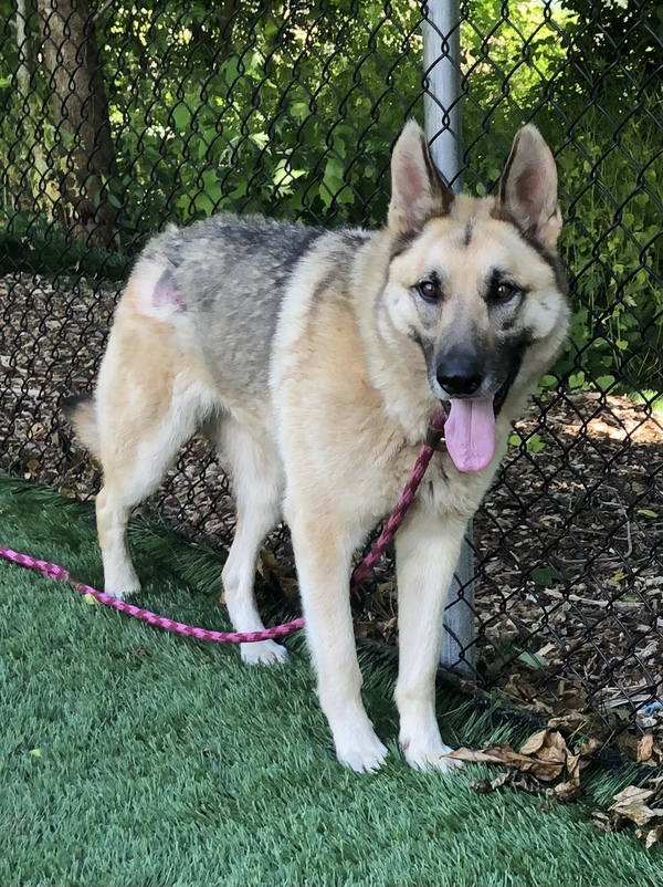 Dog for adoption - Arthur, a German Shepherd Dog in ...