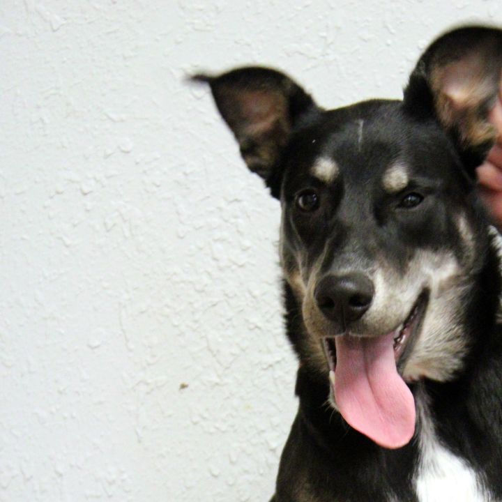 Lena, an adoptable German Shepherd Dog Mix in Oklahoma City, OK_image-2