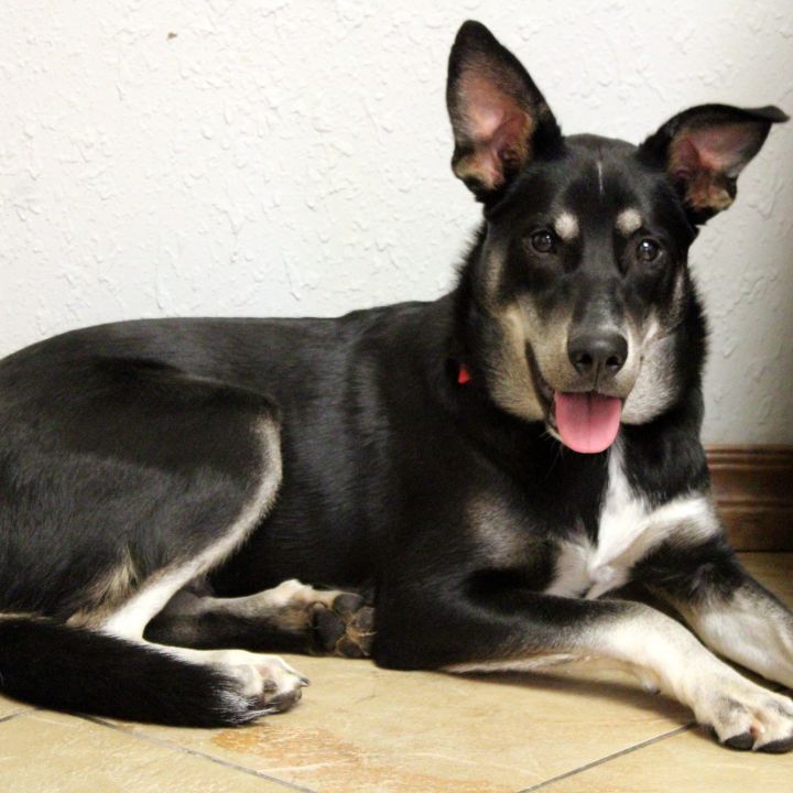 Lena, an adoptable German Shepherd Dog Mix in Oklahoma City, OK_image-3