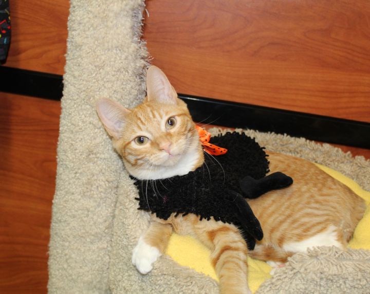 Sammy, an adopted Domestic Short Hair in Centerville, UT_image-4