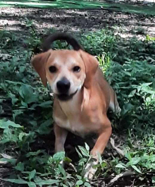 Dog For Adoption Sprite An Application Is Required A Hound Dachshund Mix In Amston Ct Petfinder