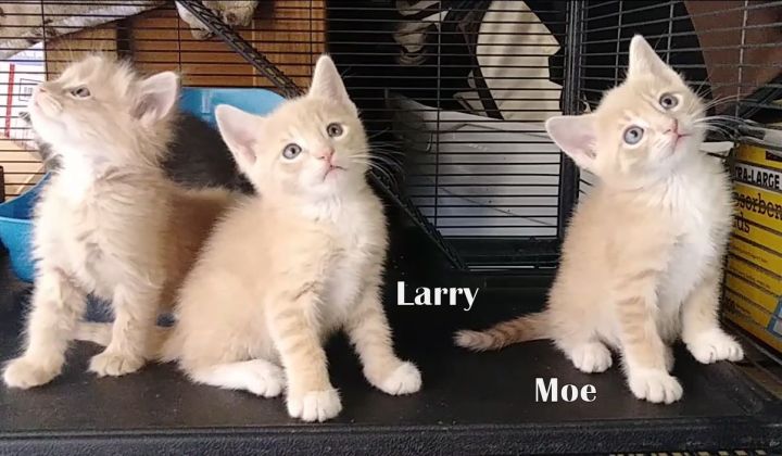 Larry 2
