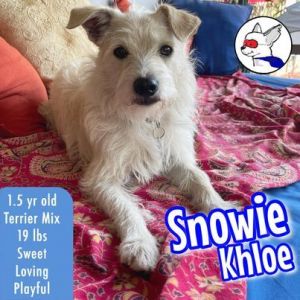 Snowie Khloe