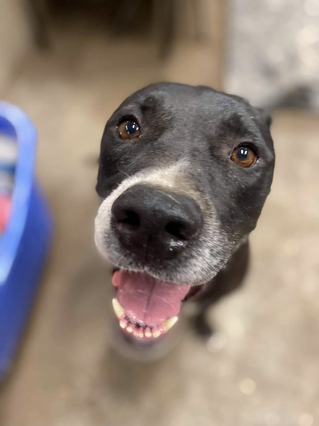 Maliboo, an adoptable Boxer, Staffordshire Bull Terrier in Georgetown, TN, 37336 | Photo Image 2