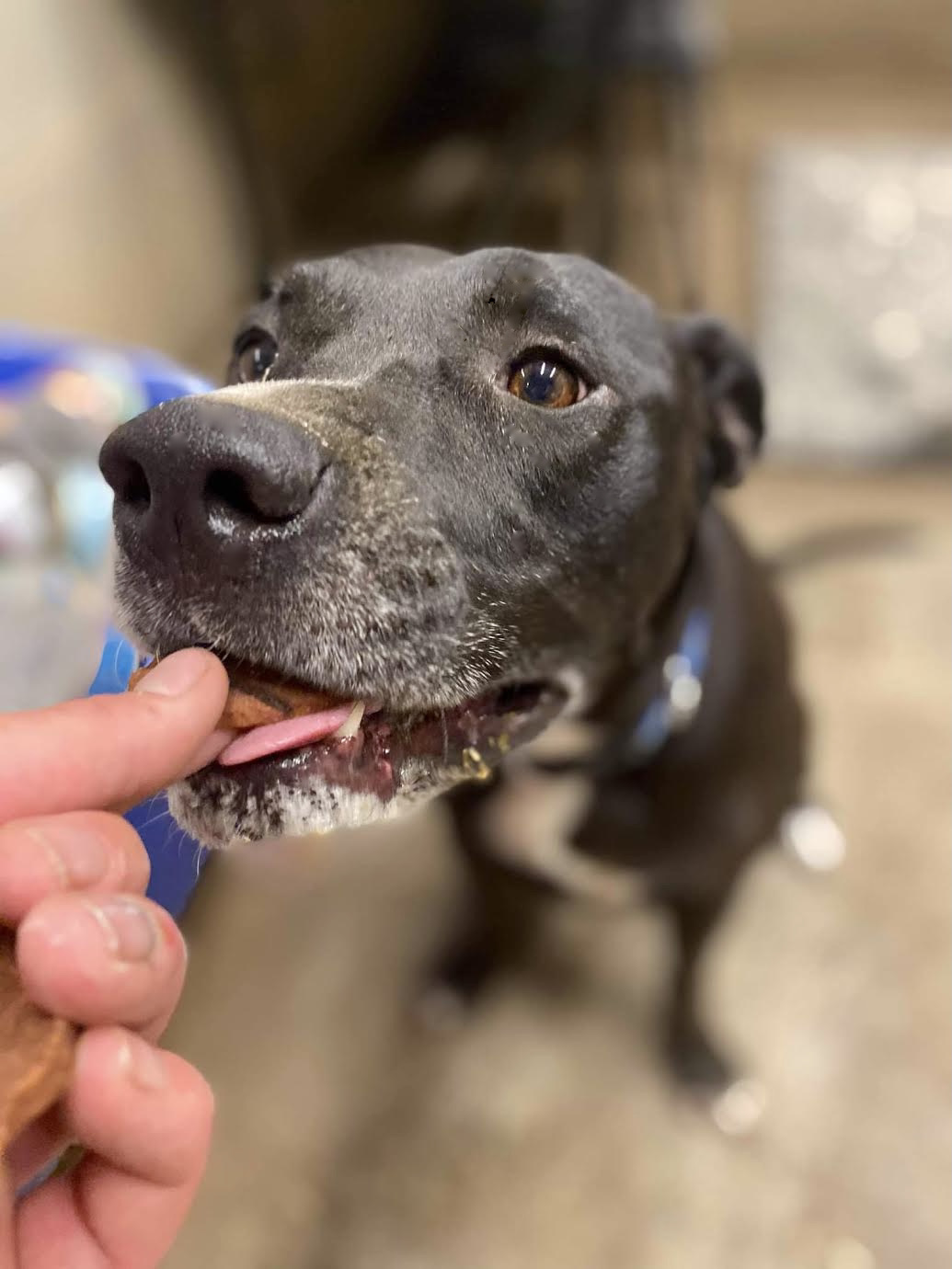 Maliboo, an adoptable Boxer, Staffordshire Bull Terrier in Georgetown, TN, 37336 | Photo Image 3