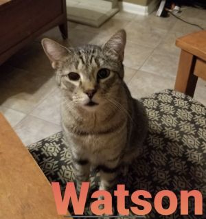 Watson