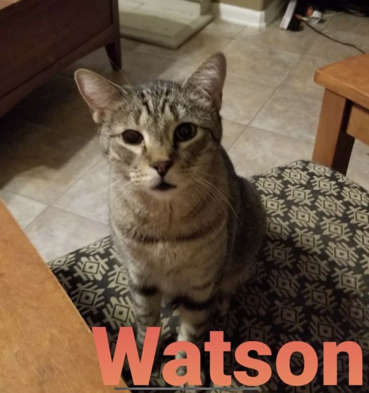 Watson 1