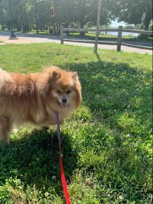Bobby, an adopted Pomeranian Mix in Lowell, MA_image-3