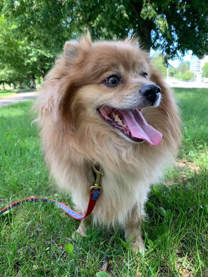 Bobby, an adopted Pomeranian Mix in Lowell, MA_image-5