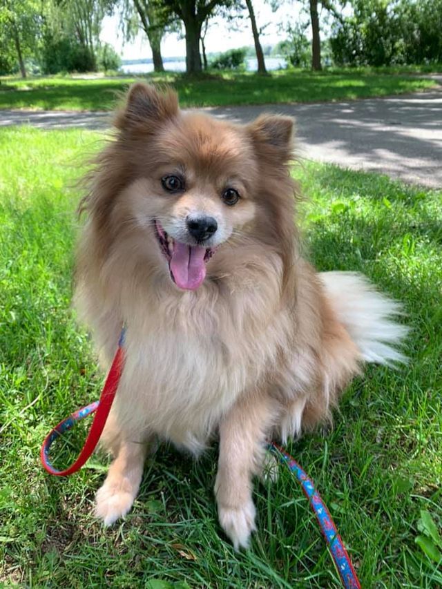 Bobby, an adopted Pomeranian Mix in Lowell, MA_image-6