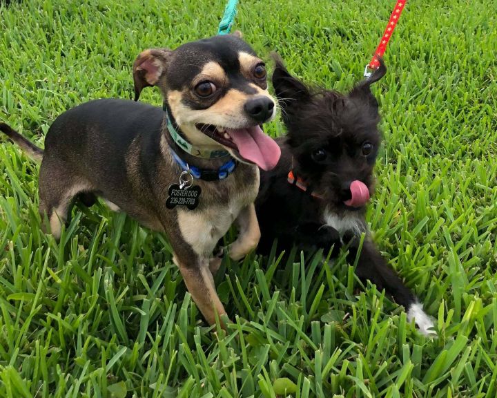 Donald and Daisy, an adopted Jack Russell Terrier Mix in Cape Coral, FL_image-1