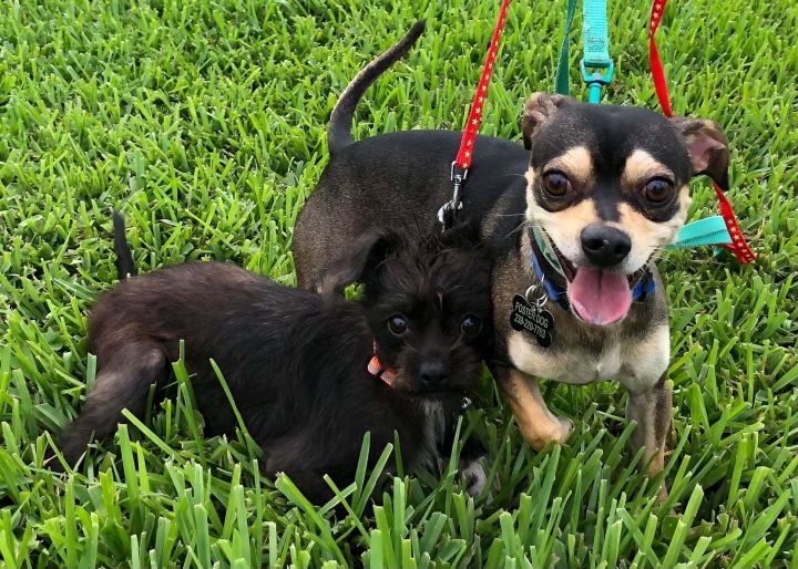 Donald and Daisy, an adopted Jack Russell Terrier Mix in Cape Coral, FL_image-4