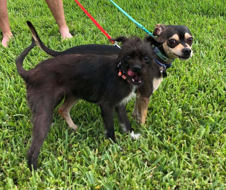 Donald and Daisy, an adopted Jack Russell Terrier Mix in Cape Coral, FL_image-5