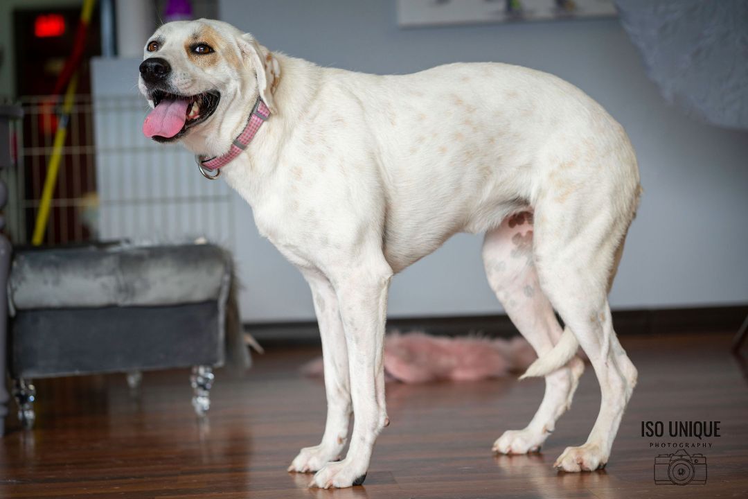 Freya, an adoptable Mixed Breed in Green Bay, WI, 54313 | Photo Image 5