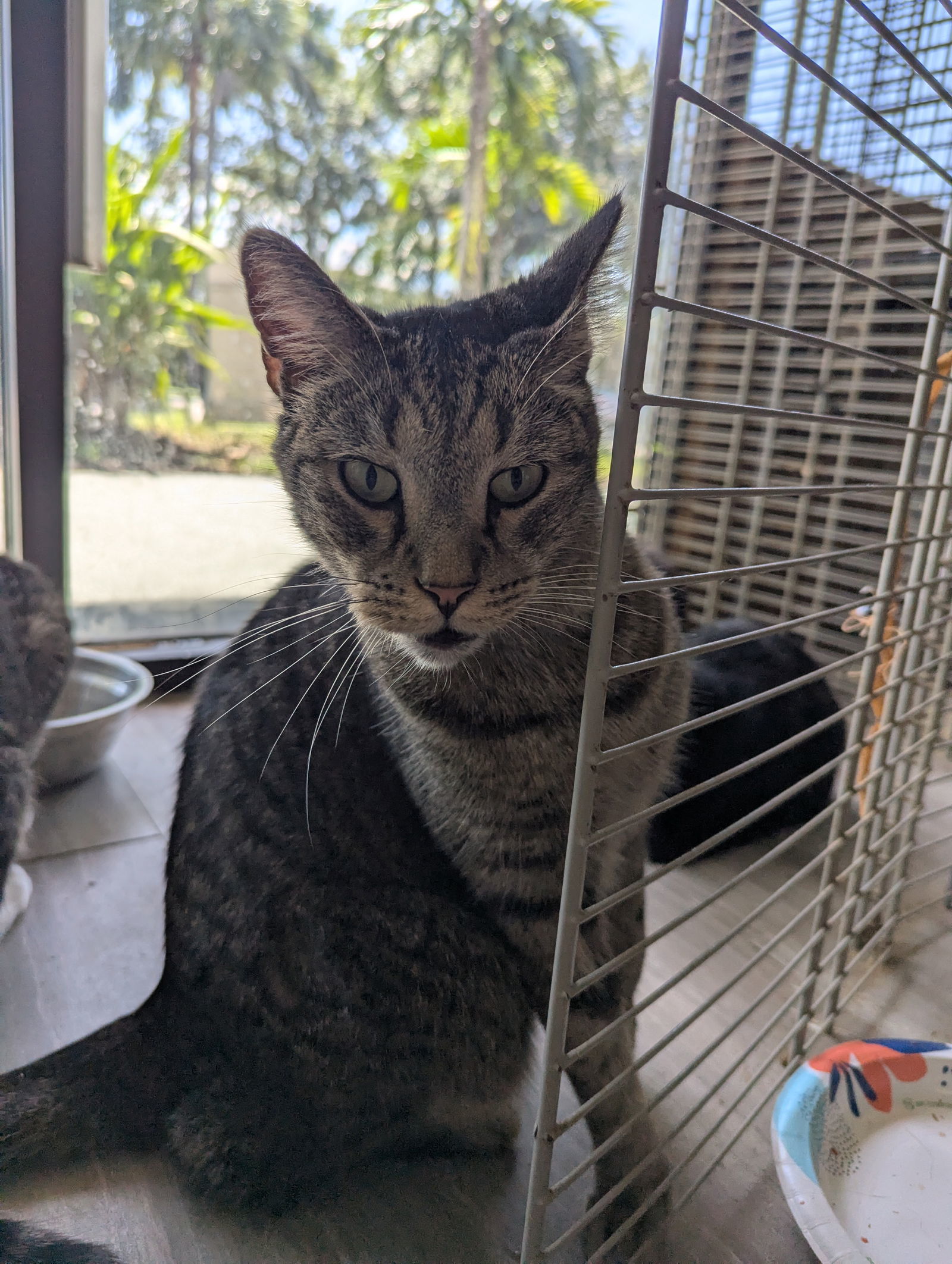 Luthor, an adoptable Domestic Short Hair in Margate, FL, 33068 | Photo Image 8