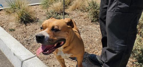 I1351913, an adoptable Pit Bull Terrier in Pomona, CA, 91766 | Photo Image 1