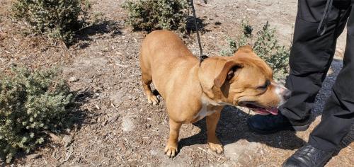 I1351913, an adoptable Pit Bull Terrier in Pomona, CA, 91766 | Photo Image 2