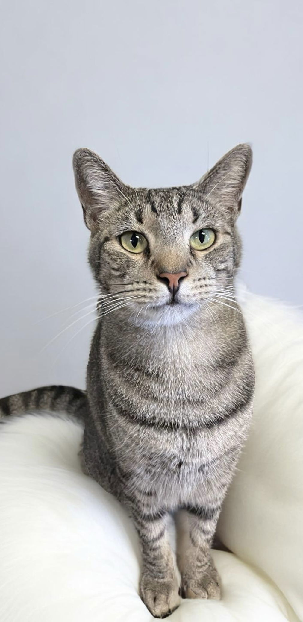 Carlos, an adoptable American Shorthair in Margate, FL, 33068 | Photo Image 6