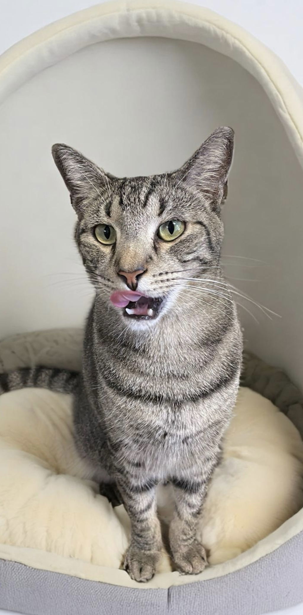 Carlos, an adoptable American Shorthair in Margate, FL, 33068 | Photo Image 7