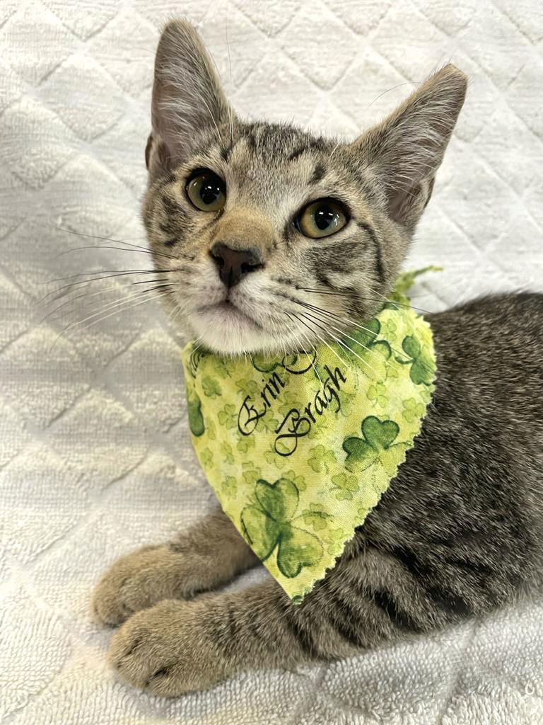 Carlos, an adoptable American Shorthair in Margate, FL, 33068 | Photo Image 6